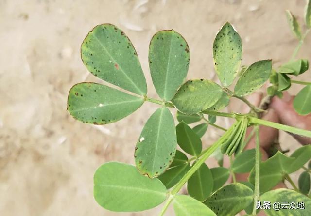 花生叶子长黑斑是什么病？花生叶斑病，应正确识别病害及综合防控2