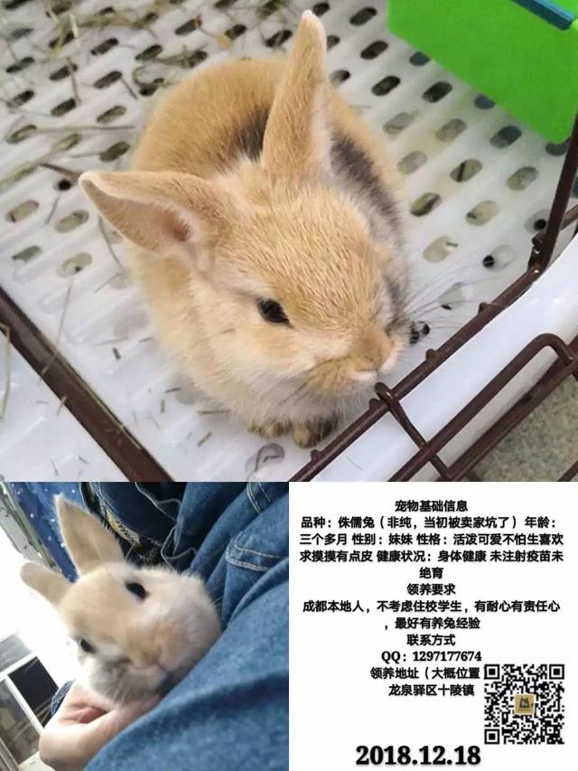 成都宠物猫领养