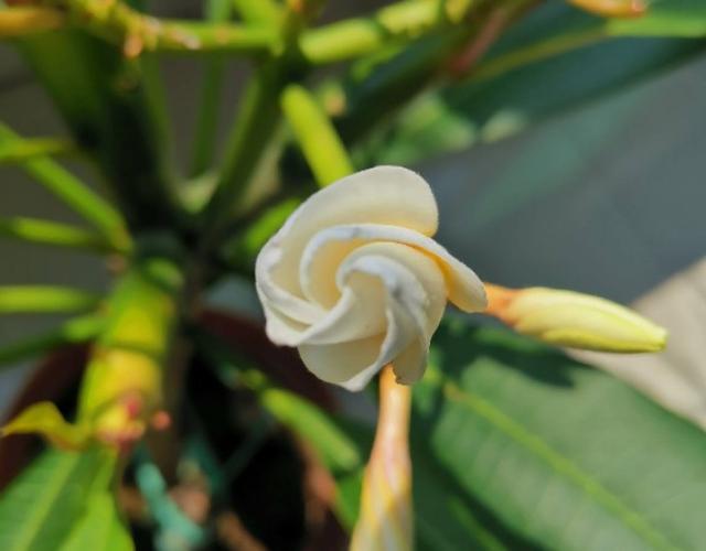 养花最怕遇到4种虫害，喷点酒精，虫子秒杀，叶子蹭蹭长6