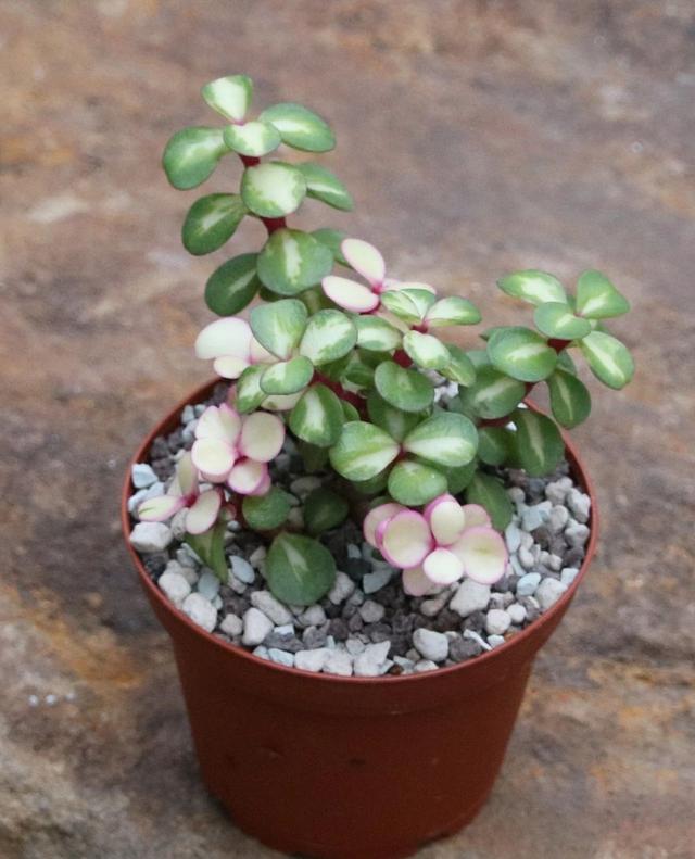 金枝御叶金枝御叶txt书包