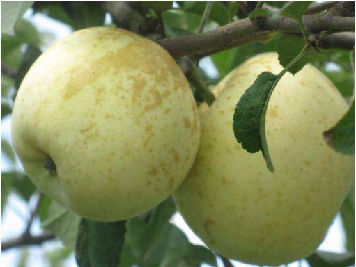 苹果果锈如何防治?打什么药防治效果好?-农资百科网