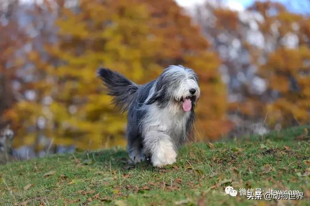 古代牧羊犬