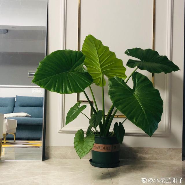 植物图片