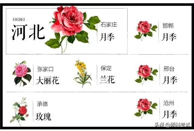 中国各城市市花