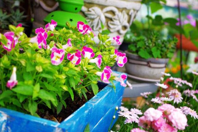 草本植物 草本植物（草本植物有哪些） 生活