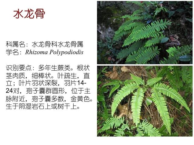 水生植物种类 水生植物种类（水生植物100种） 生活
