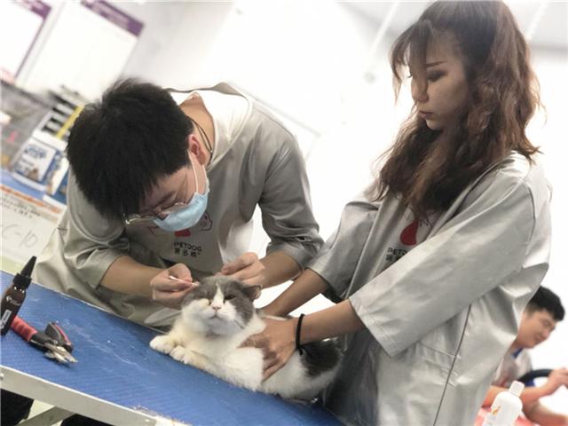 宠物美容培训学校