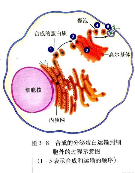 细胞内部是如何分工的？「高中生物讲解」1.3.28