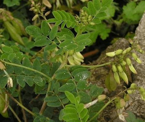 生长于山沟的野生杂草，堪比人参的补气佳品，黄芪的科学种植方法2