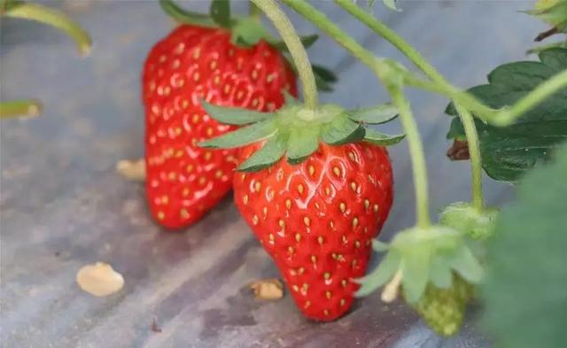冬天的第一颗草莓文案，这个冬天的第一颗草莓？