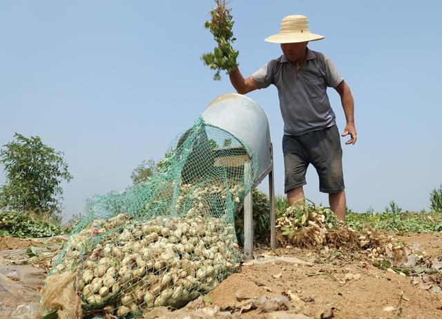 记住这个花生白绢病特效药，苗期前打1遍，防效高达98.7%