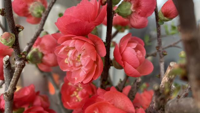 花卉名称