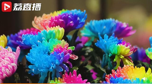 1盆菊花售价1 2万 一朵花7种颜色 你会买吗 全网搜