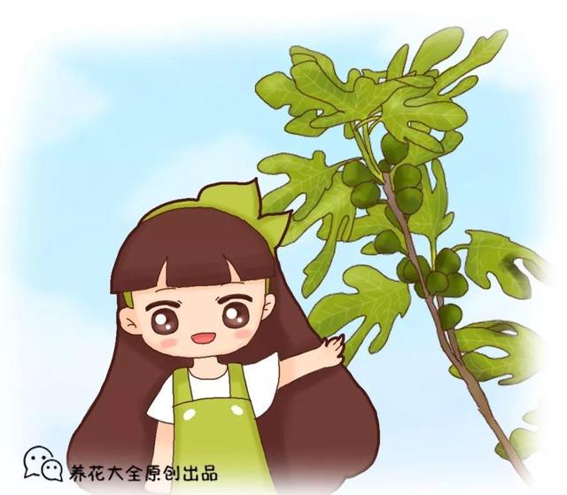 无花果别买了，掐根枝插土里就活，来年结果一箩筐！