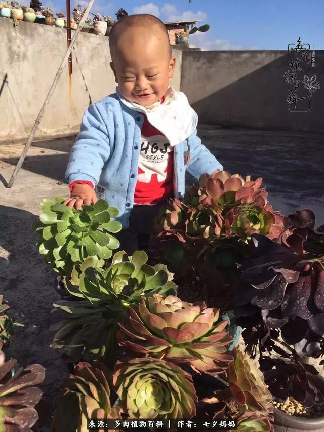 肉肉植物论坛