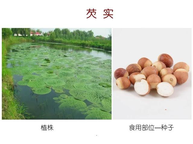 水生植物 水生植物（水生植物种植施工方案） 生活