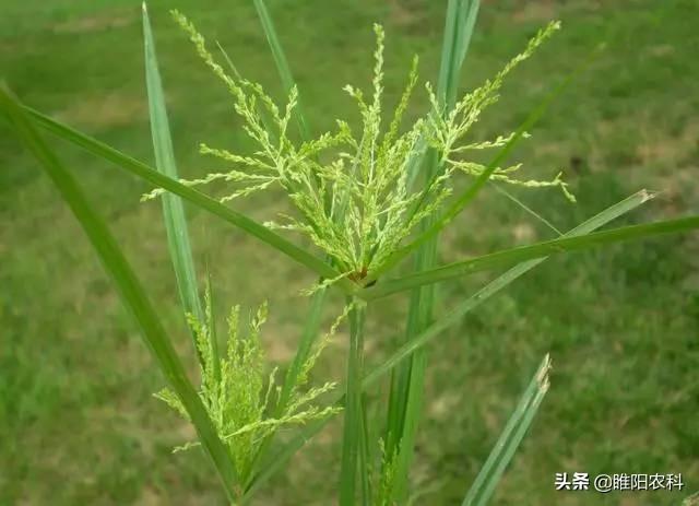 稻田优秀除草剂，能杀几十种杂草，持效期长，安全高效4