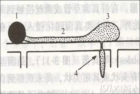 葡萄常用杀菌剂与选择，没有比这个分析更清楚的了3