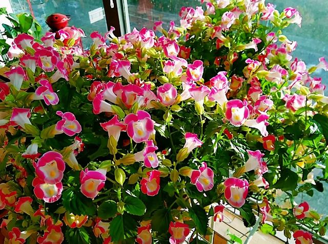 草本植物 草本植物（草本植物有哪些） 生活