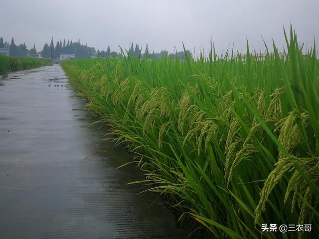 水稻进入抽穗扬花期，却遇连续阴雨爆发稻曲病，如何保证产量？