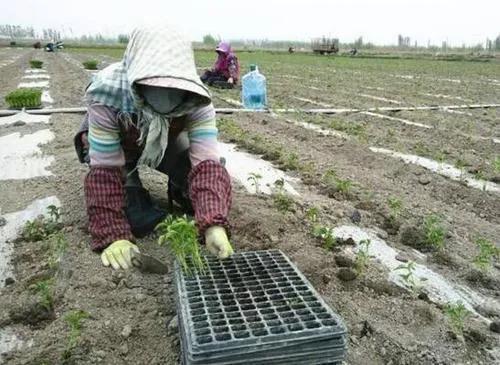 辣椒移栽定植前要不要喷药，喷什么药好？老农的实践经验最好用4