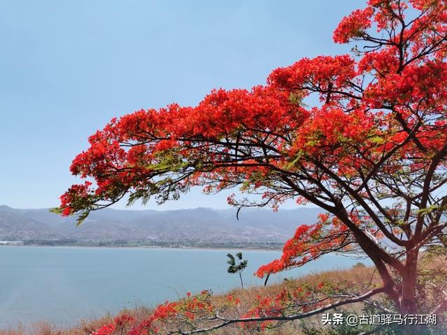 程海湖螺旋藻