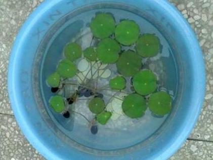 碗莲的种植方法水培 碗莲的种植方法水培（为什么养碗莲会倒霉） 生活