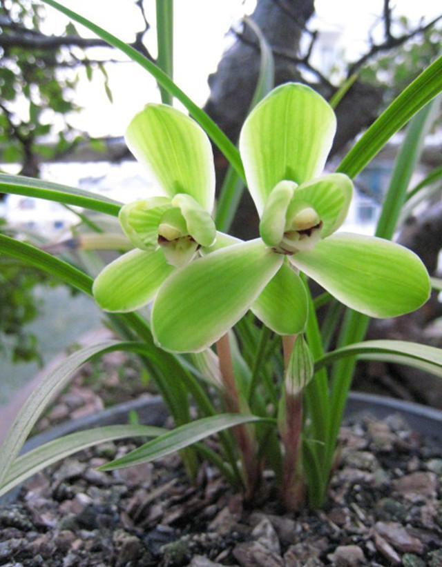 宋梅 宋梅（宋梅开花时间） 生活