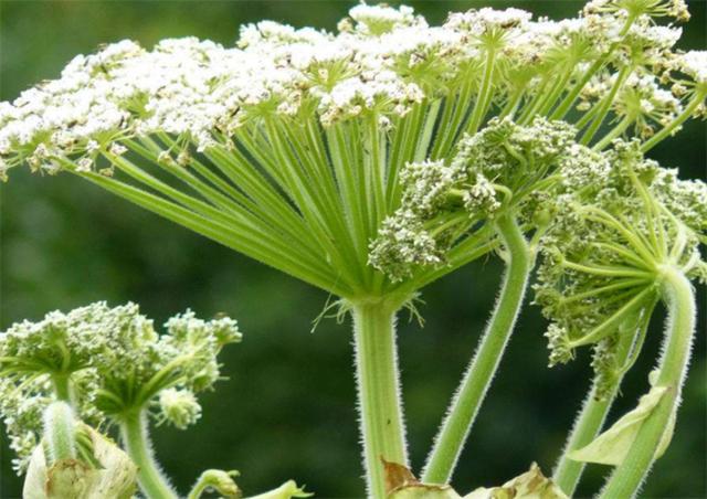白芷种植 白芷种植（白芷种植技术） 生活