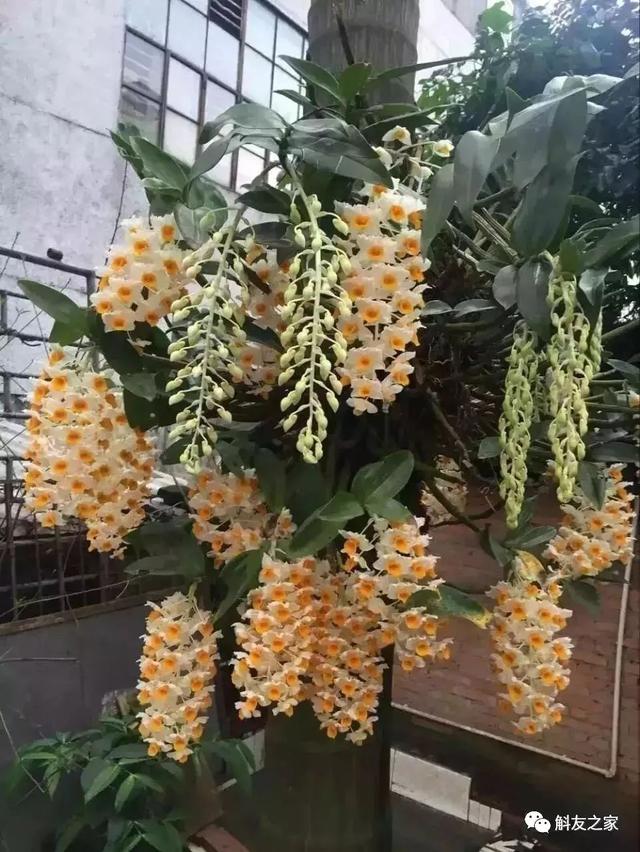 石斛种类 石斛种类（石斛种类有哪些） 生活