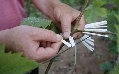 还在害怕葡萄落花落果吗？这2种调节剂帮你忙！5