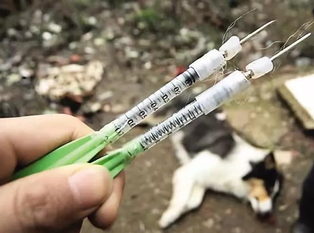 毒殺 販賣 食用 寵物狗失蹤的背後 有什麼令人心悸的產業鏈 熱點訊息網