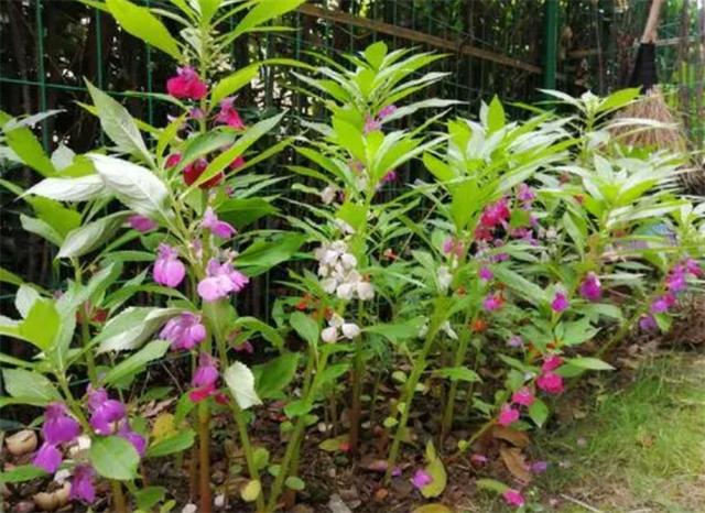 凤仙花怎么传播种子