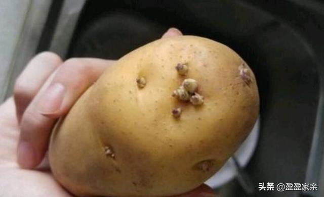 土豆发芽后去掉芽可不可以食用呢？