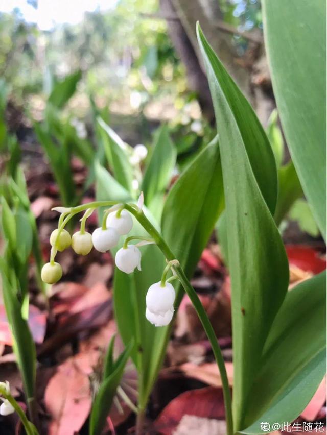 铃兰花 铃兰花（铃兰花钩针教程） 生活