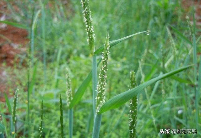 这个药专治麦田节节麦、雀麦、日本看麦娘等恶性杂草，效果超好