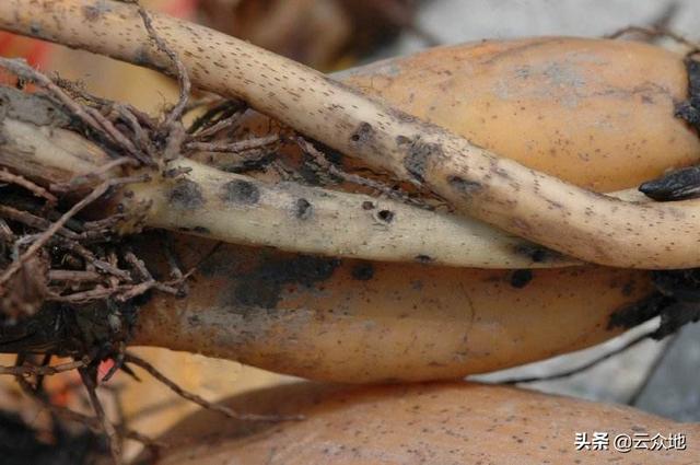 会以尾端的小钩插入莲藕根茎的幼嫩部位,以口器蛀食**茎形成小孔