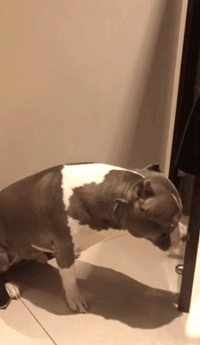 恶霸犬:恶霸犬怕打雷，吓得大腿肌肉狂抖，网友：对得起你的长相吗