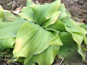 沙姜栽培技术 沙姜高产种植技术6