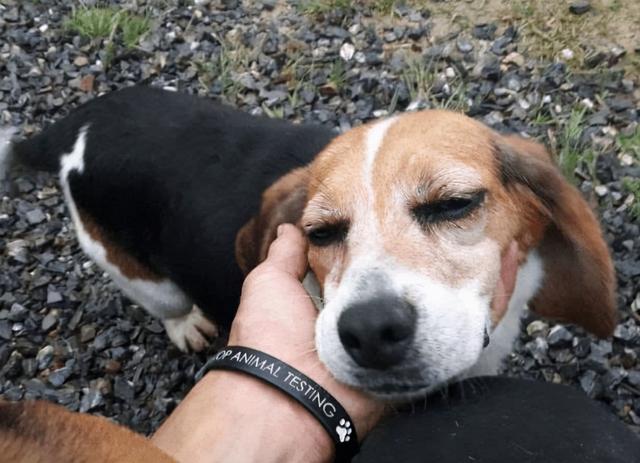 在你们还没有很好的了解对方之前,主人只能多了解一下每只狗叫的背后