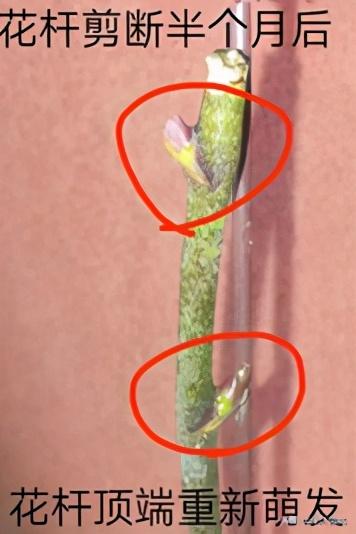 蝴蝶兰几点开花