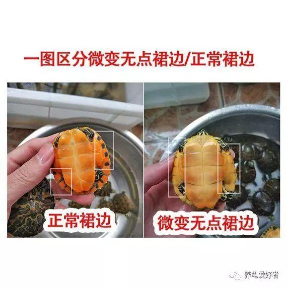 火焰龟怎么抓