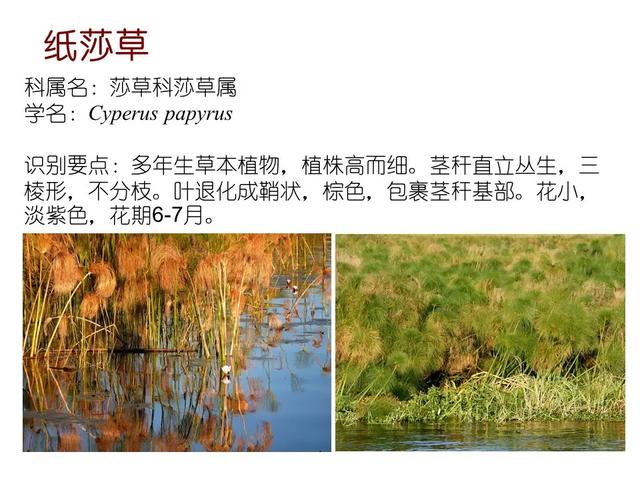 水生植物种类 水生植物种类（水生植物100种） 生活