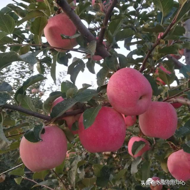 苹果的种类 苹果的种类（苹果的种类有什么） 生活