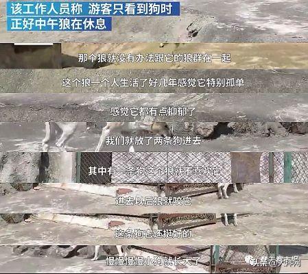 武汉野生动物园声明（武汉一动物园以狗充狼）(3)