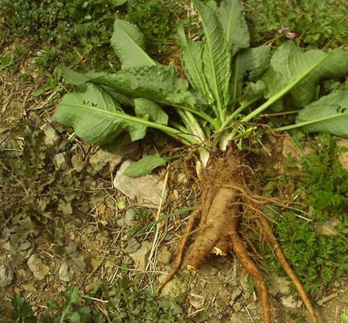 农村这野草，形似菠菜，不可食用，却不知根是个稀罕物4