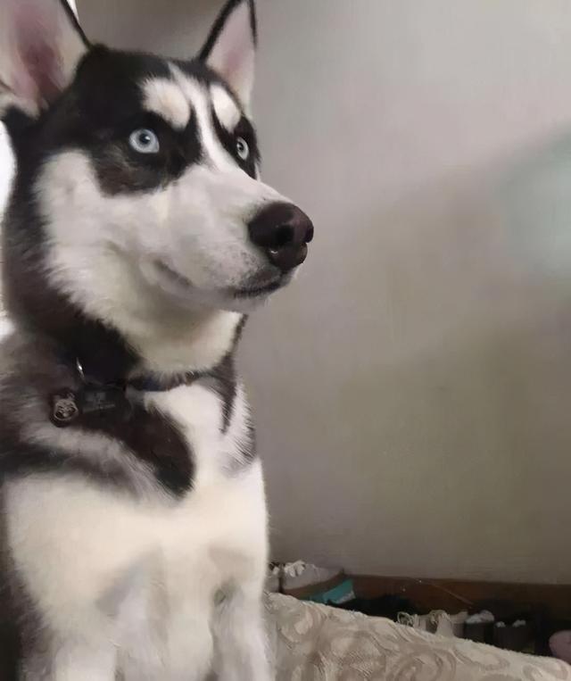 [苹果众之星渠道]，购车分期卡怎么绑定微信