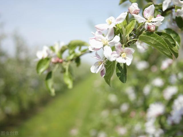 苹果花后第一次药何时喷、喷啥药、怎样喷？