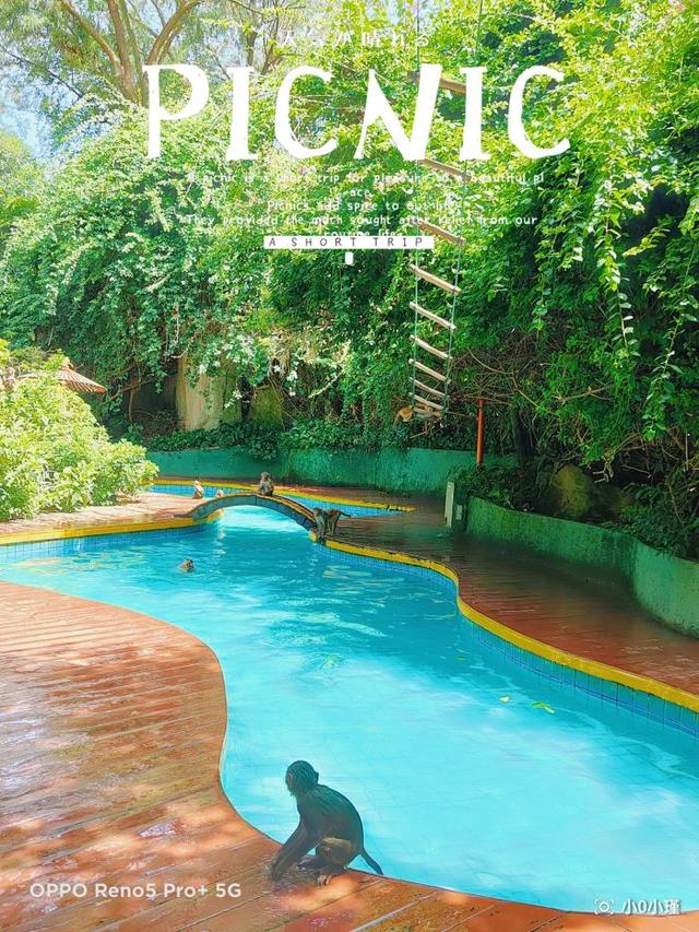 南湾猴岛好玩吗（南湾猴岛值得去吗）