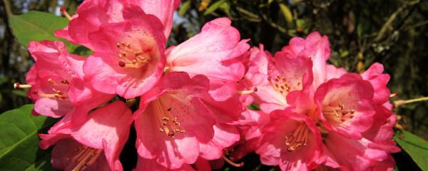 杜鹃花掉叶子 杜鹃花掉叶子（杜鹃花掉叶子花枯萎怎么办） 生活